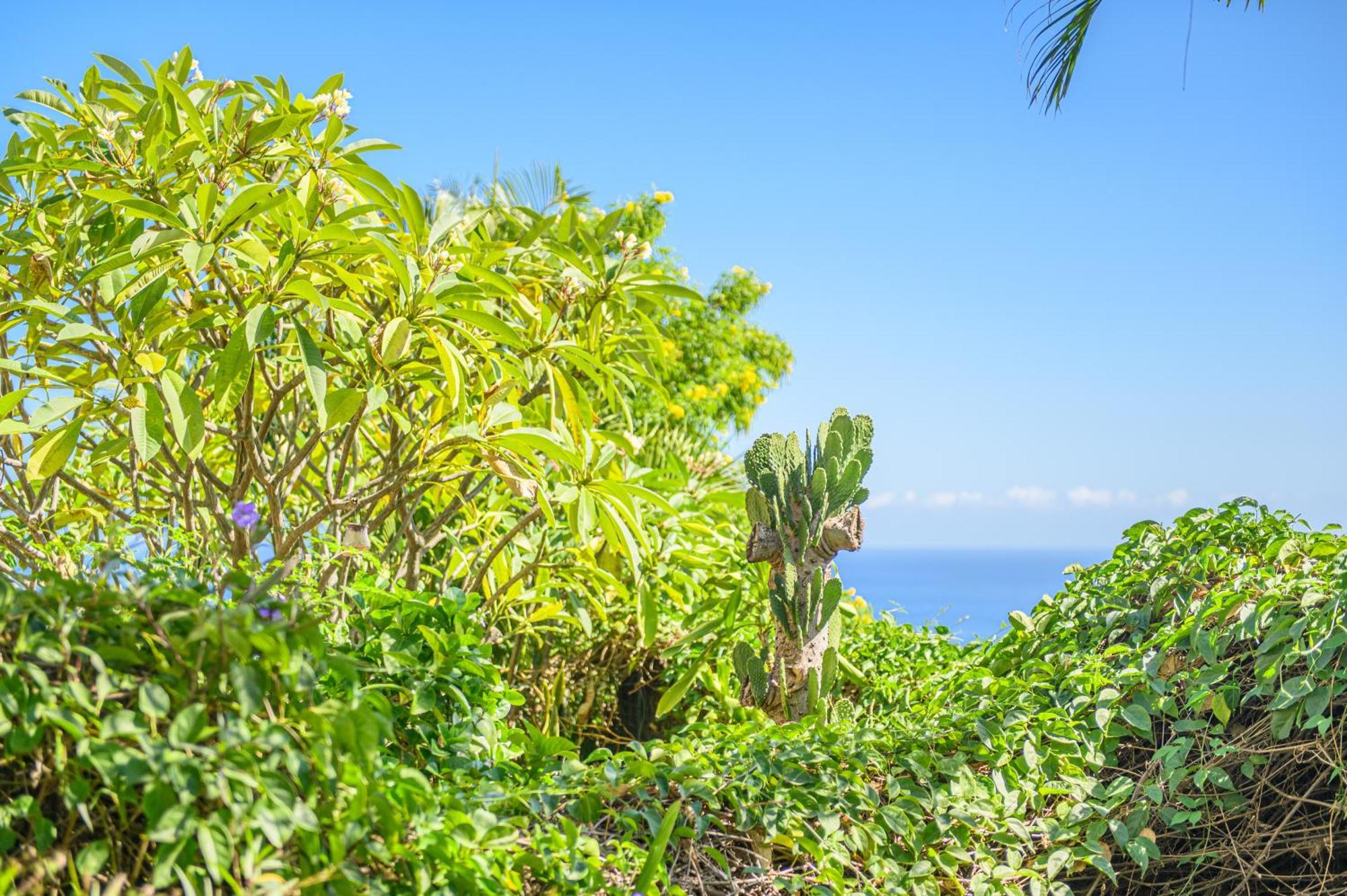 Le Jardin Des Tuit Tuit * Vue Mer * Cozy Saint-Leu Exterior foto
