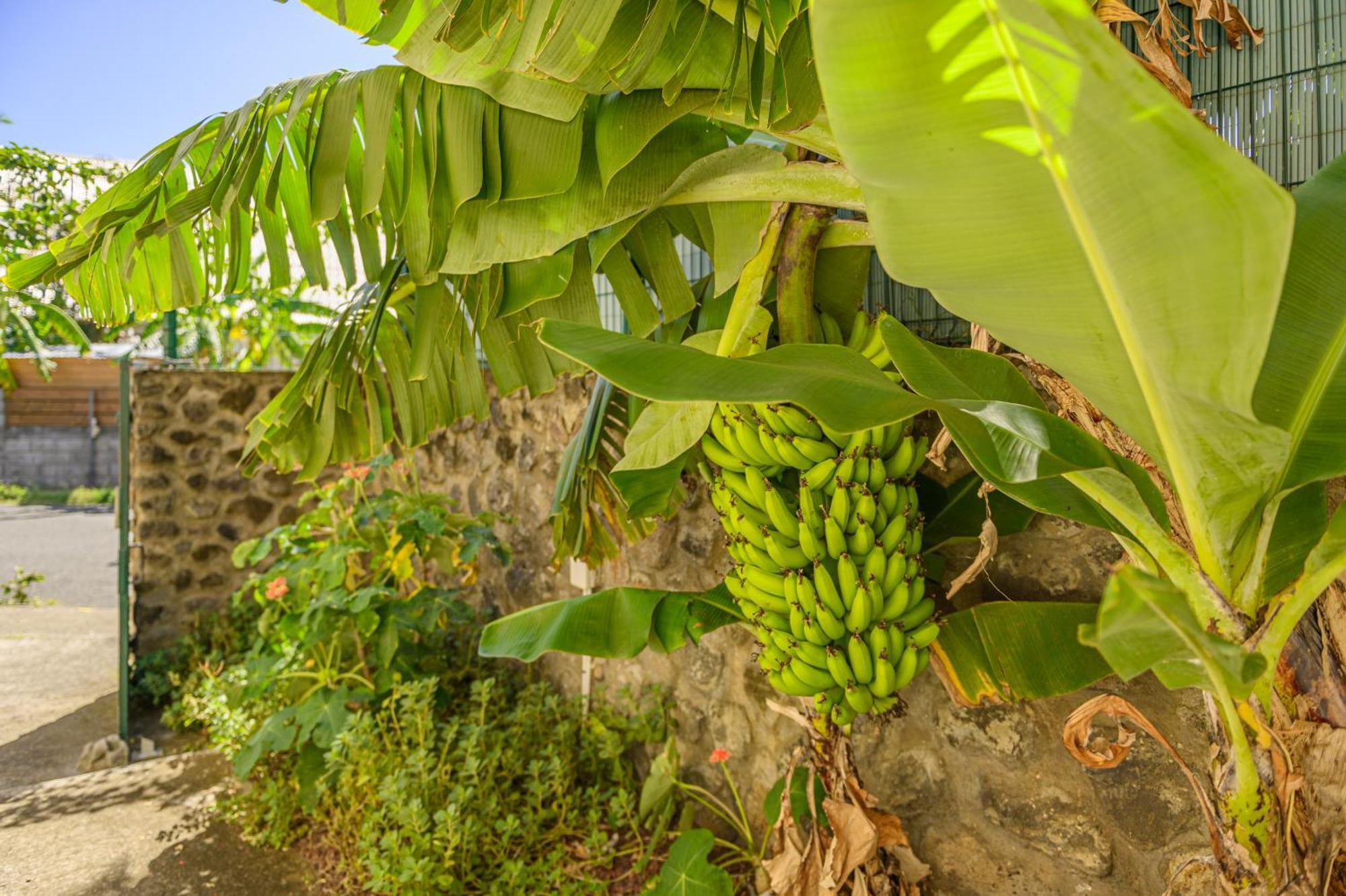 Le Jardin Des Tuit Tuit * Vue Mer * Cozy Saint-Leu Exterior foto